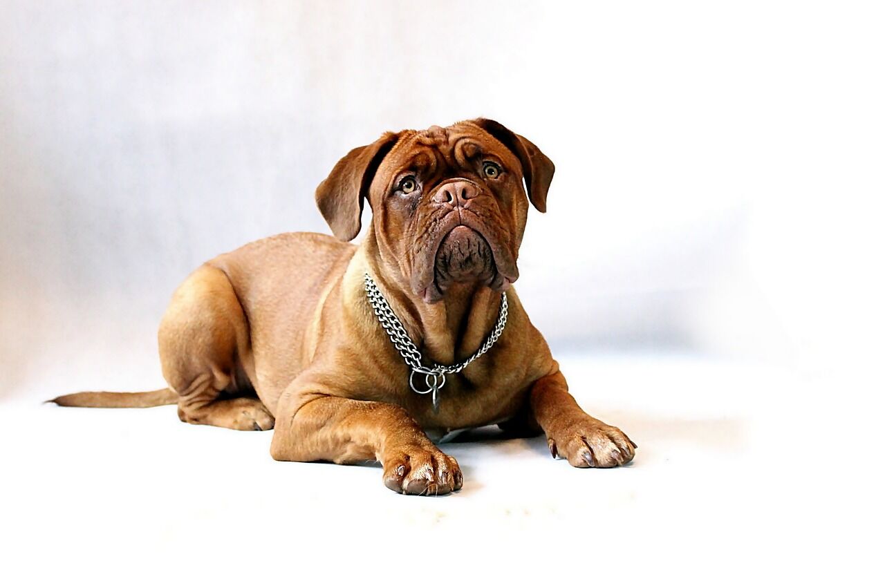 Discover The Majestic Mastiff Dog: The Gentle Giant