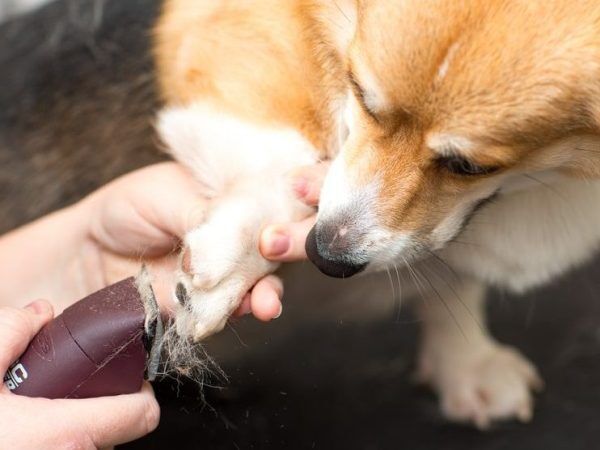 How to Make a Dog's Nail Quick Recede - PetHelpful